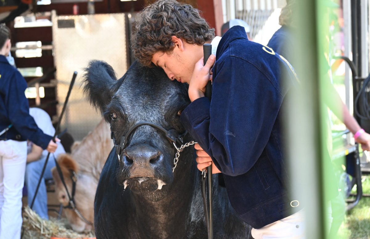 Bear River junior Austin Mertens having a heartfelt moment with his cow at the Nevada County Fair.